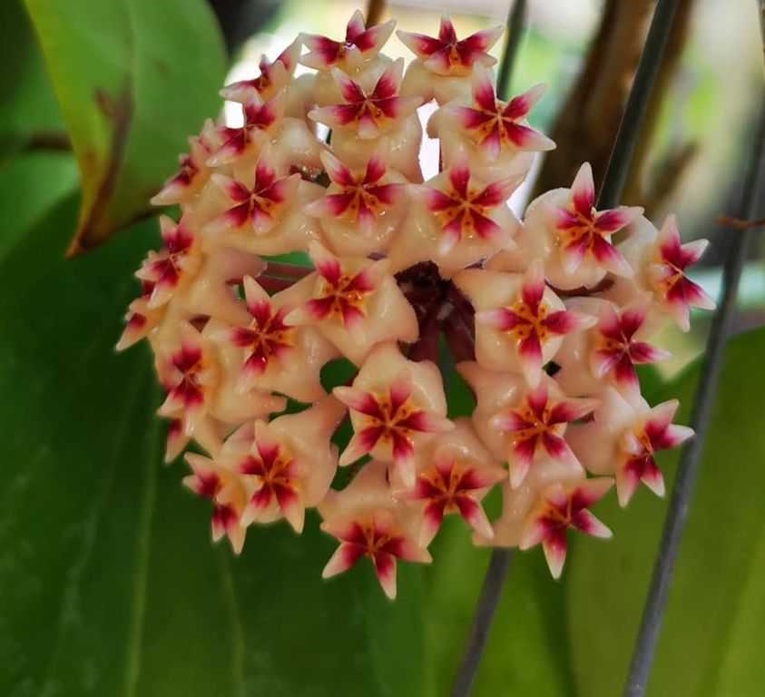 Hoya Erythrostemma Hat Som Paen Plant - myBageecha