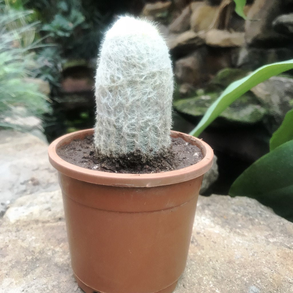 Espostoa Melanostele - Old Man Cactus Plant - myBageecha