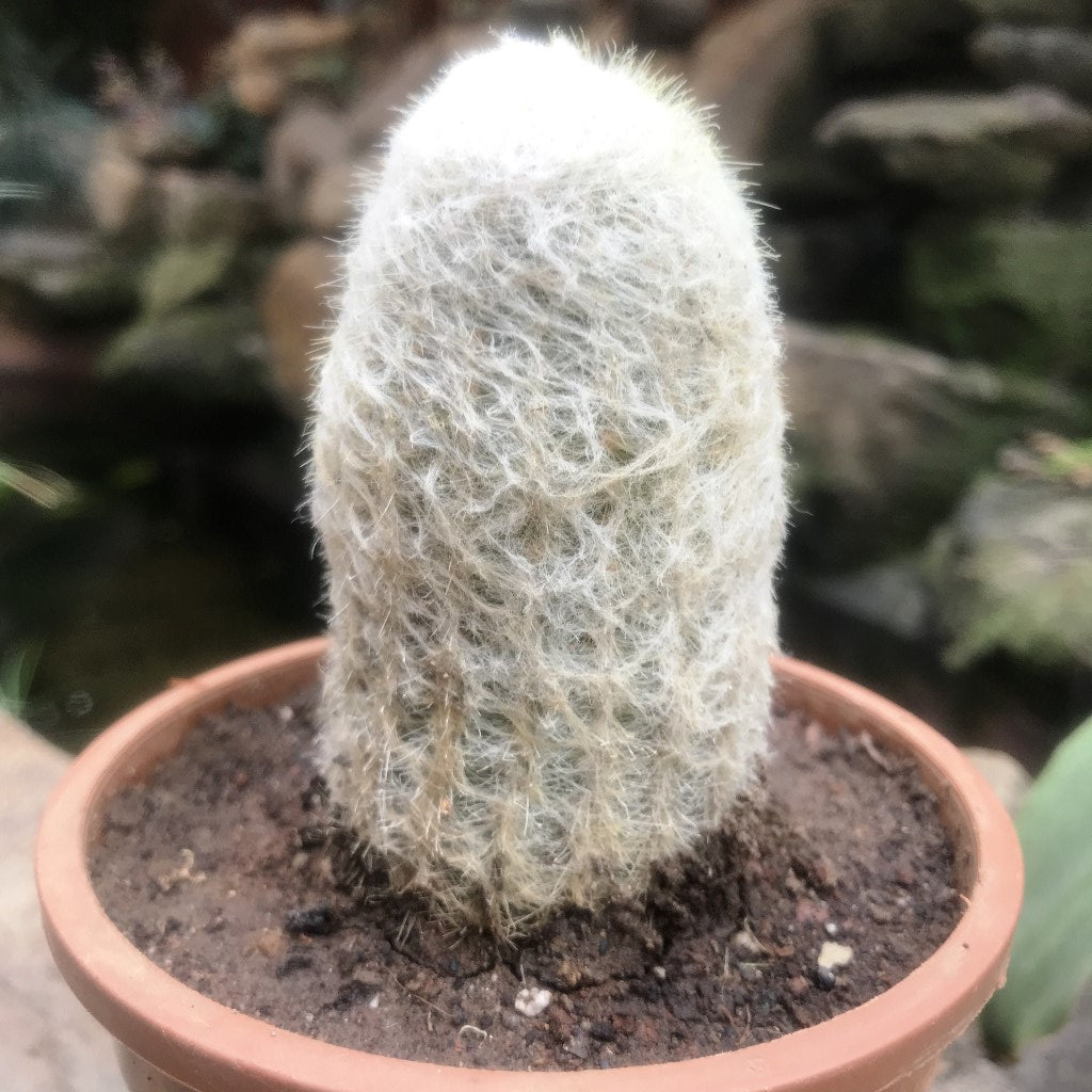 Espostoa Melanostele - Old Man Cactus Plant - myBageecha