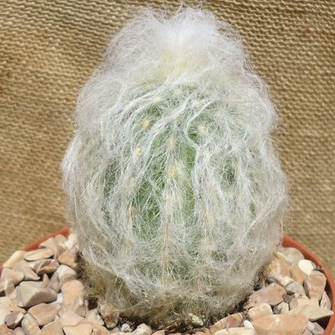 Espostoa Lanata Cotton Ball Cactus Plant - myBageecha