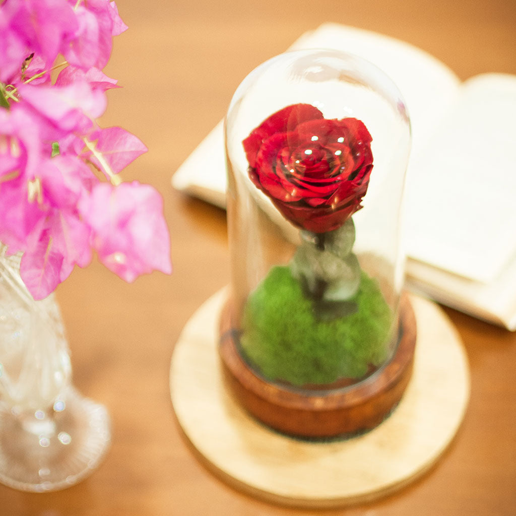 Close-up of The Eternal Rose (Red) by myBageecha – single preserved red rose in clear dome.