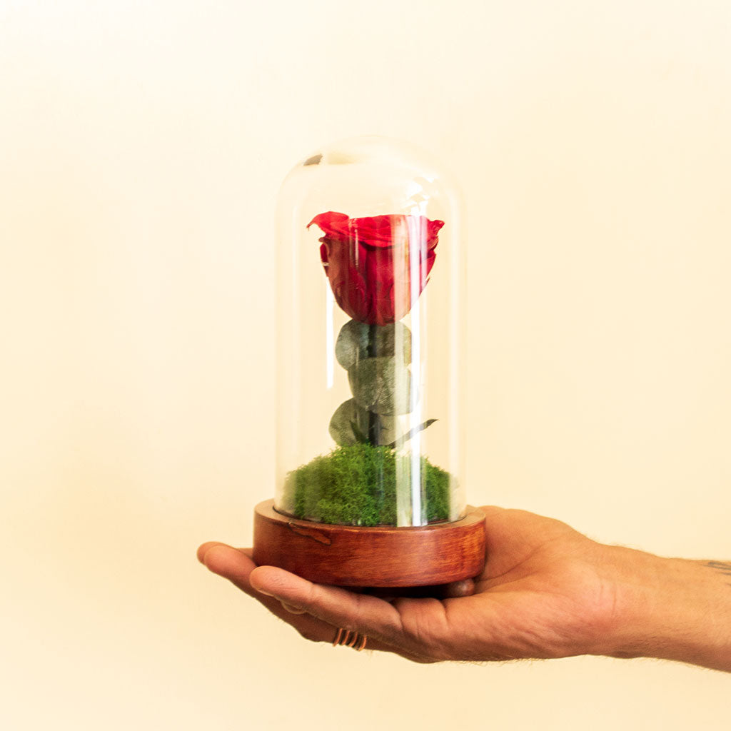 The Eternal Rose (Red) shown in hand – luxury forever-rose display piece.