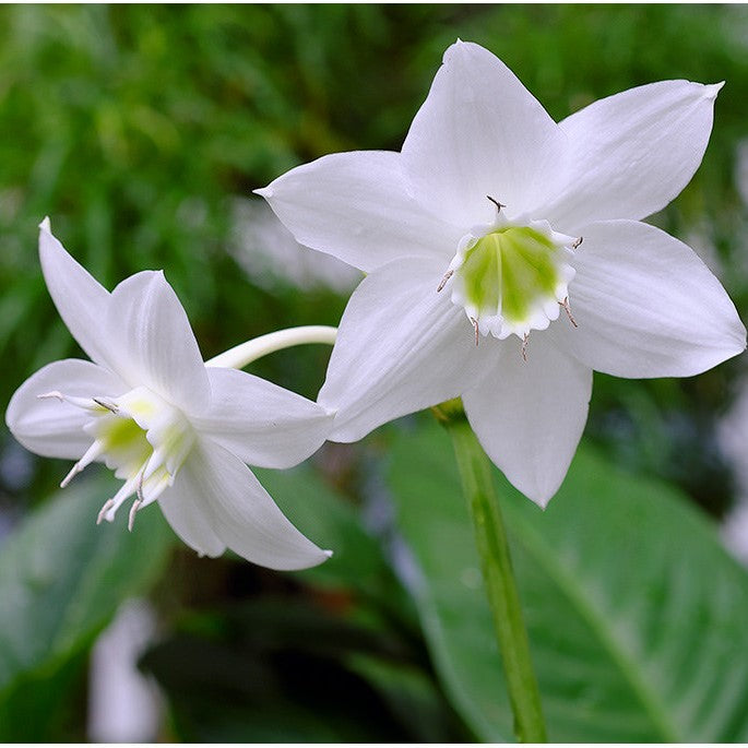 amazon lily flower Eucharis Amazon Lily Bulbs – Fragrant White Indoor Flowers