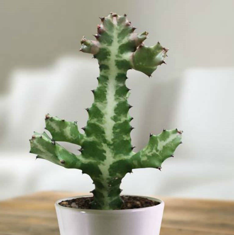 Euphorbia lactea Dragon Bones Tree Cactus Plant
