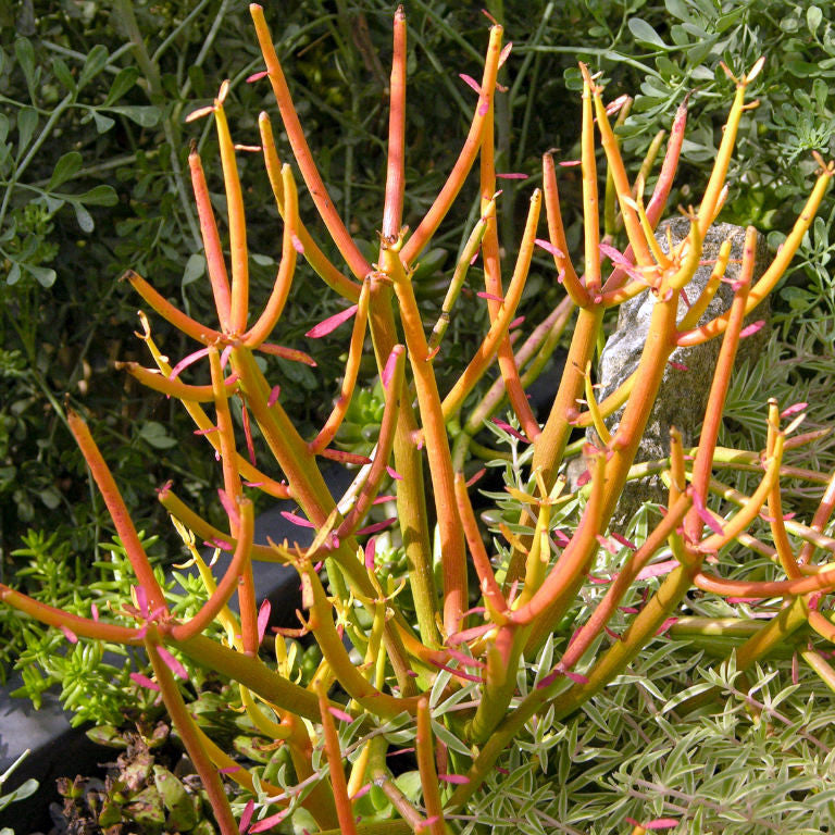 Euphorbia tirucalli 'Sticks on Fire' Plants myBageecha - myBageecha