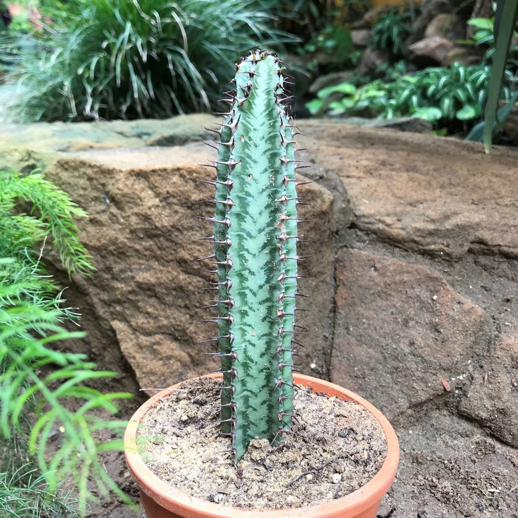 Euphorbia Confinalis ssp. Rhodesia Cactus Plant - myBageecha