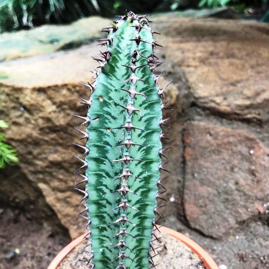 Euphorbia Confinalis ssp. Rhodesia Cactus Plant - myBageecha
