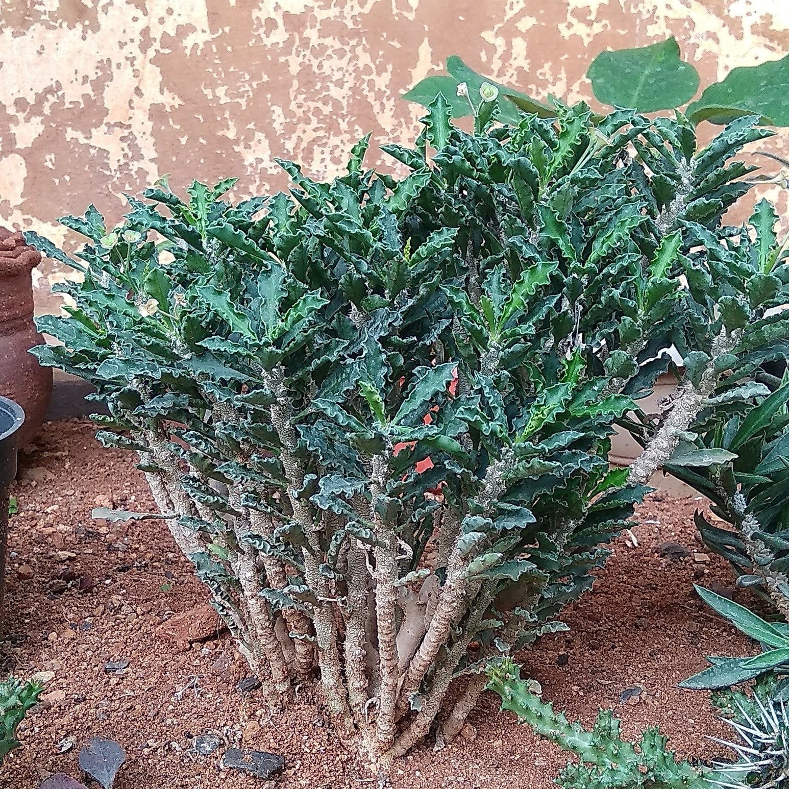Euphorbia Decaryi Succulent Plant - myBageecha
