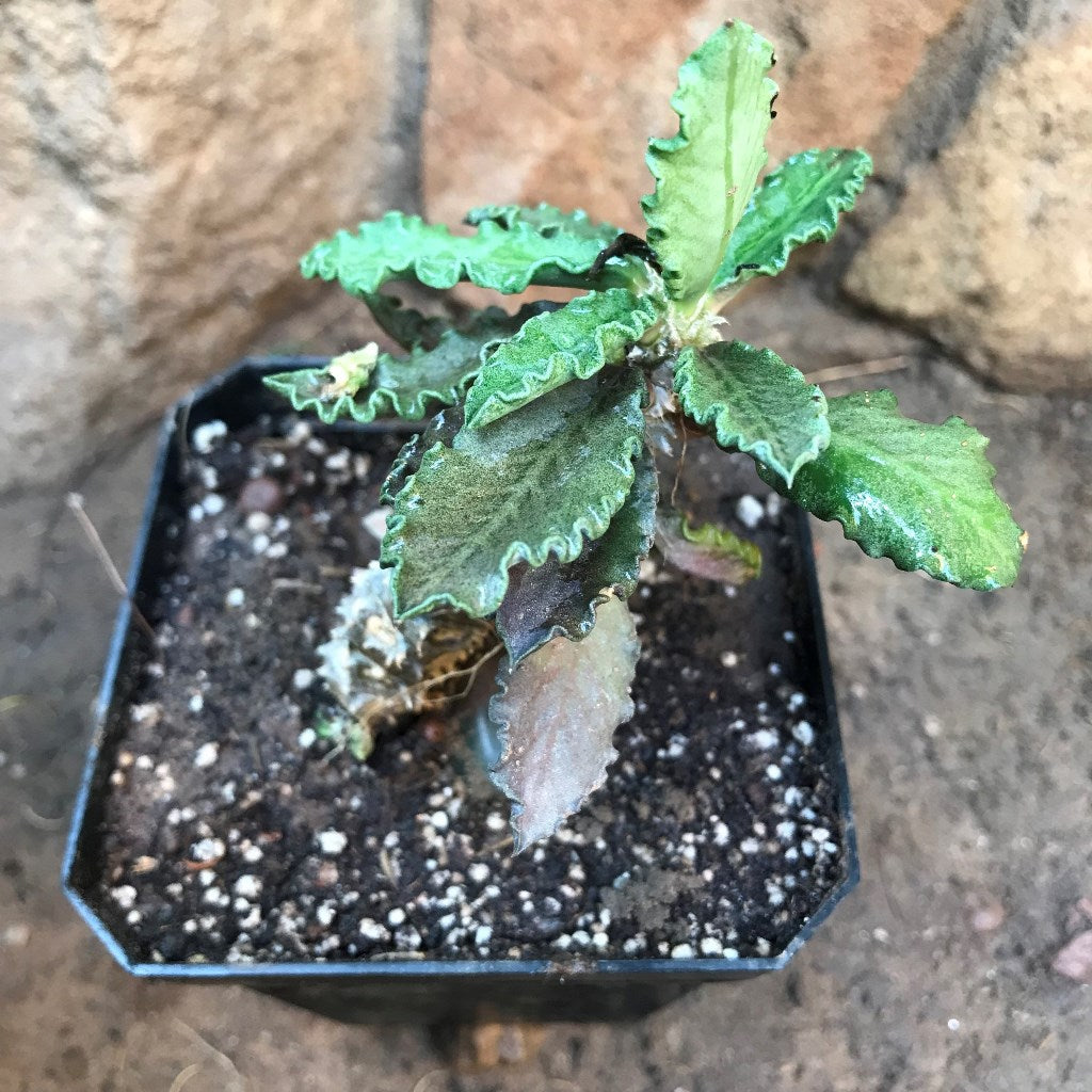 Euphorbia Decaryi Succulent Plant - myBageecha