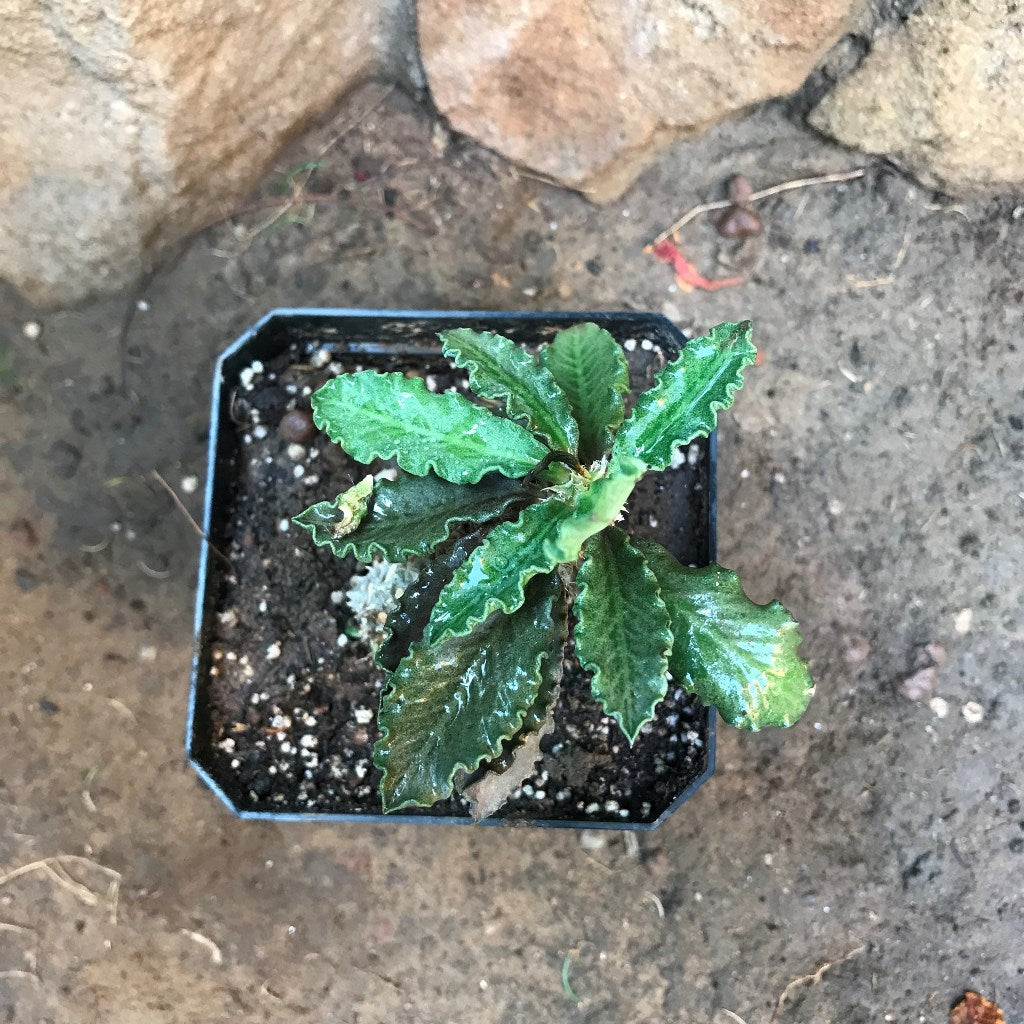 Euphorbia Decaryi Succulent Plant - myBageecha