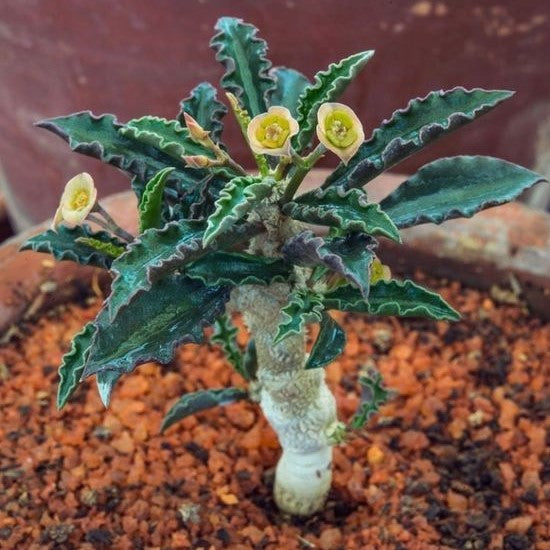 Euphorbia Decaryi Succulent Plant - myBageecha