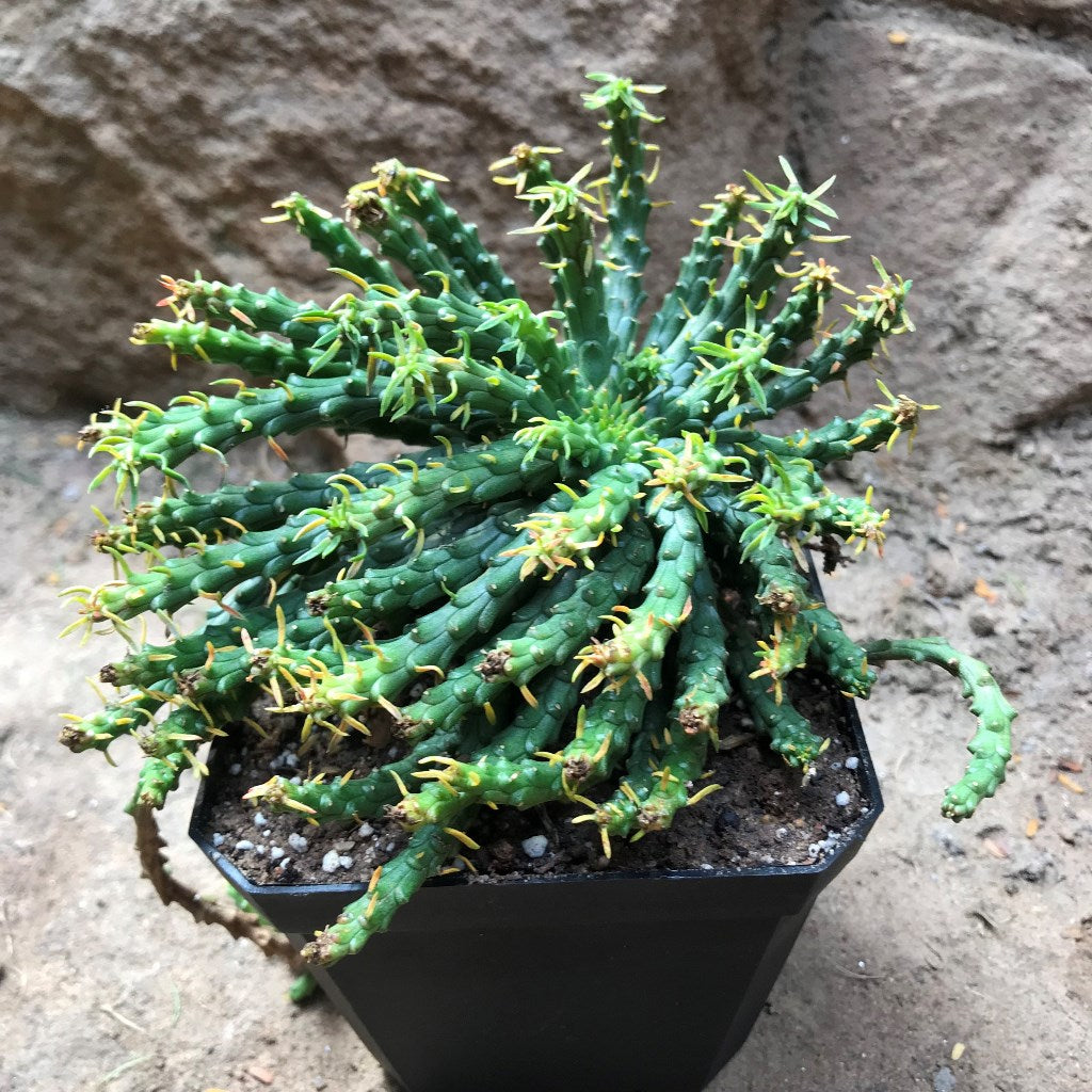 Euphorbia Flanaganii Medusas Head Succulent Plant - myBageecha