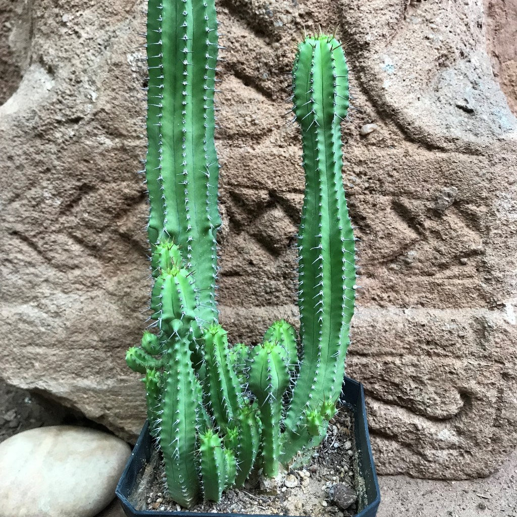 Euphorbia Fruticosa Cactus Plant - myBageecha