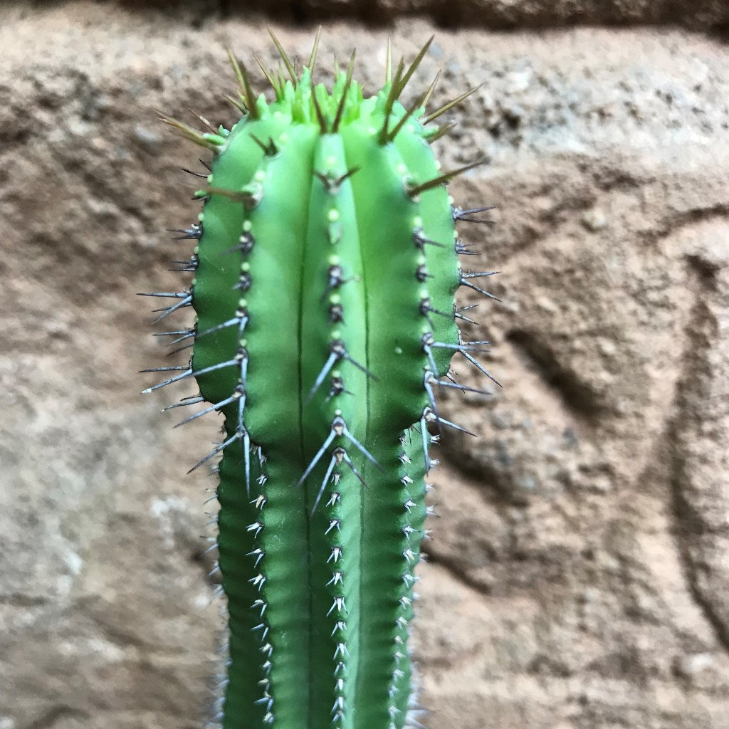 Euphorbia Fruticosa Cactus Plant - myBageecha