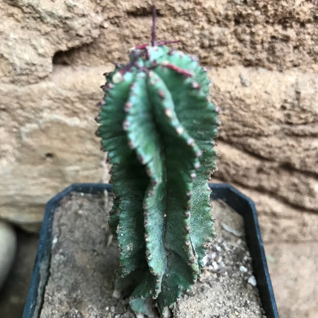 Euphorbia Horrida f Montruosa Cactus Plant - myBageecha