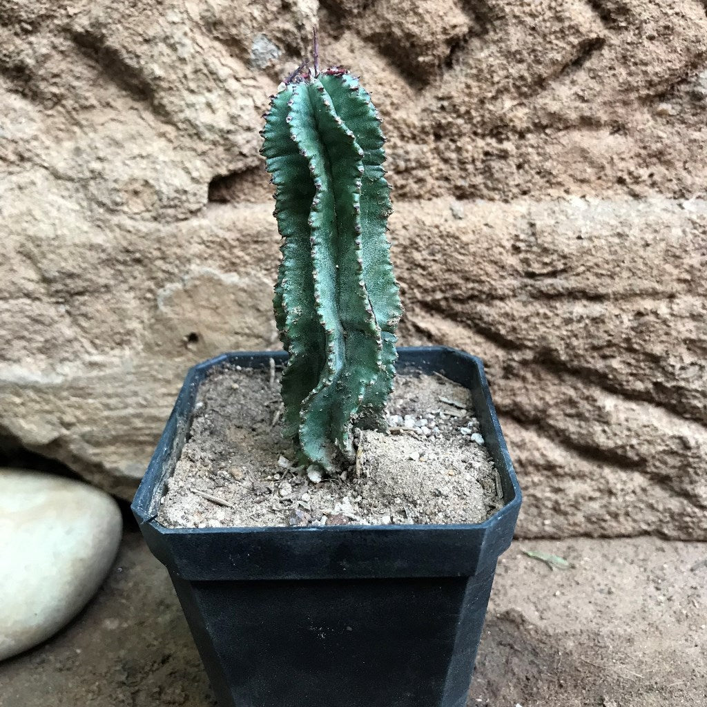 Euphorbia Horrida f Montruosa Cactus Plant - myBageecha