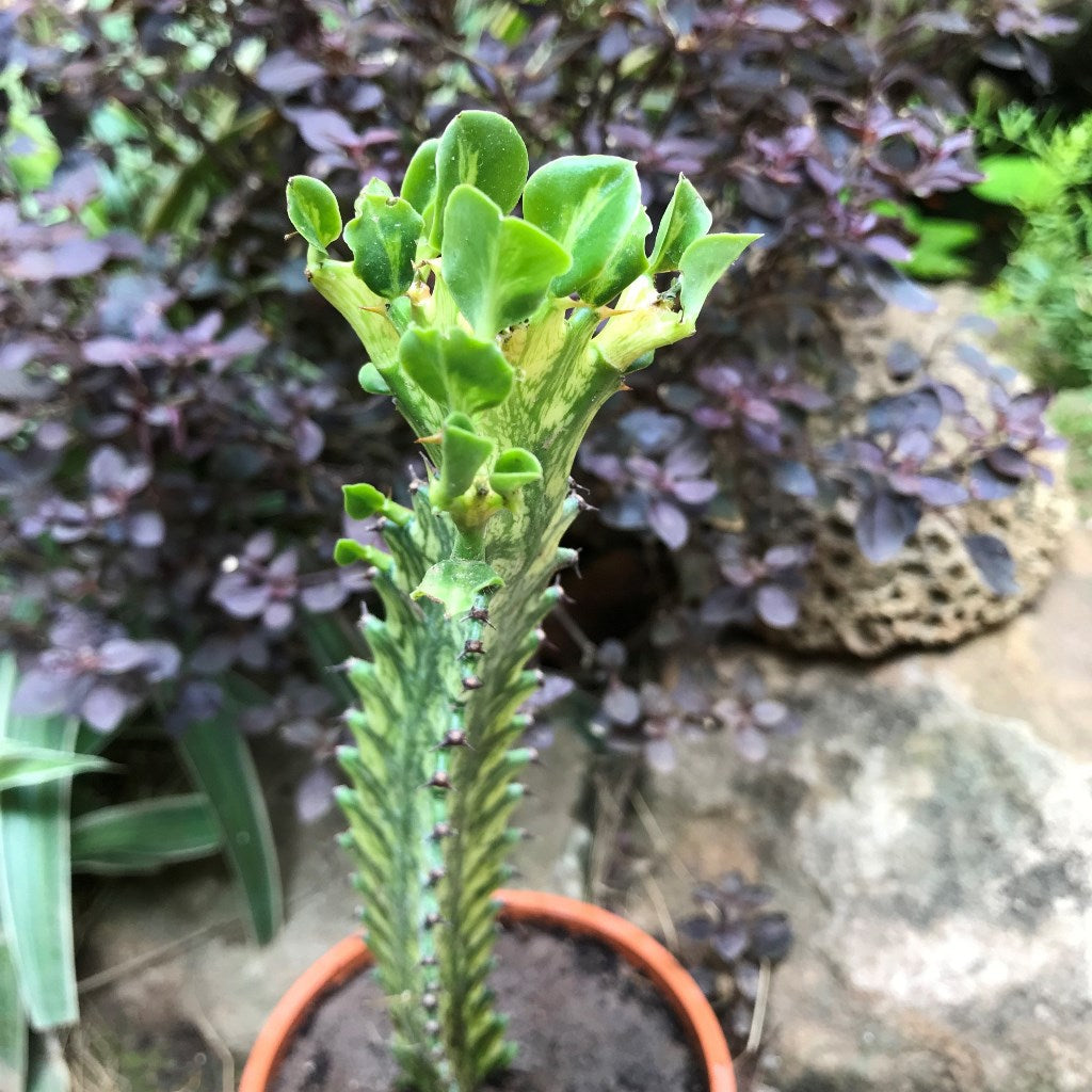 Euphorbia Mayurnatganii Variegata Cactus Plant - myBageecha