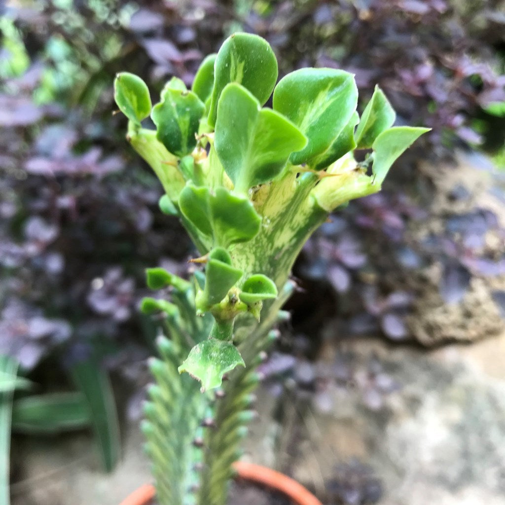 Euphorbia Mayurnatganii Variegata Cactus Plant - myBageecha