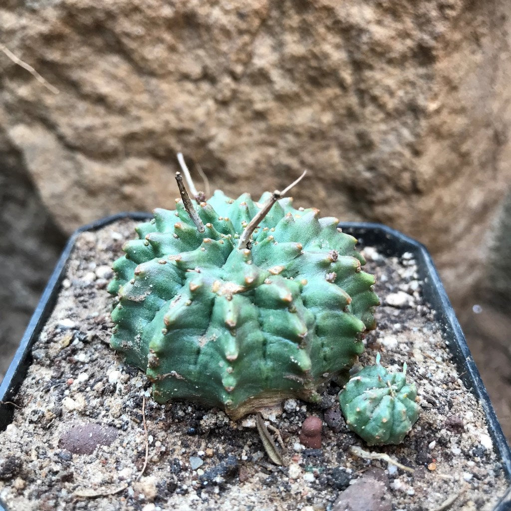 Euphorbia Meloformis Cactus Plant - myBageecha