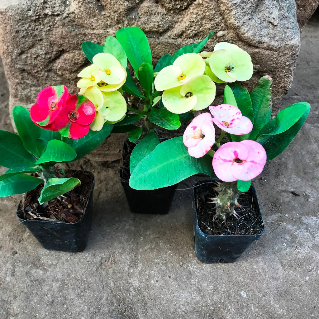 Pack of 3 Euphorbia Milii Dwarf Apache Cactus Plant - myBageecha