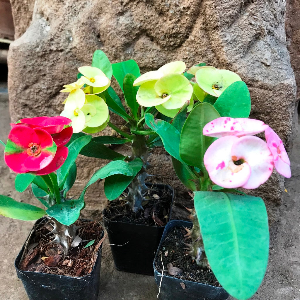 Pack of 3 Euphorbia Milii Dwarf Apache Cactus Plant - myBageecha