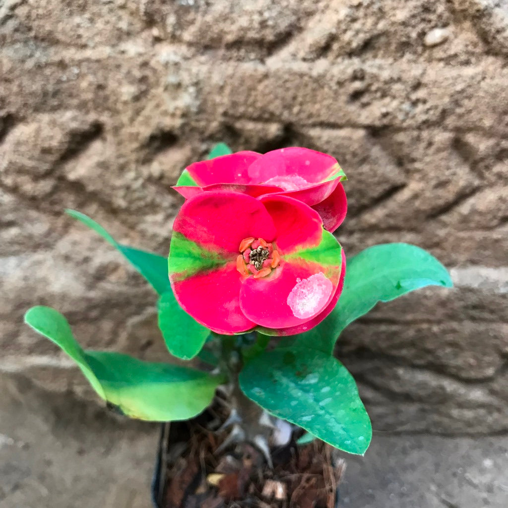 Euphorbia Milii Dwarf Apache Red Cactus Plant - myBageecha