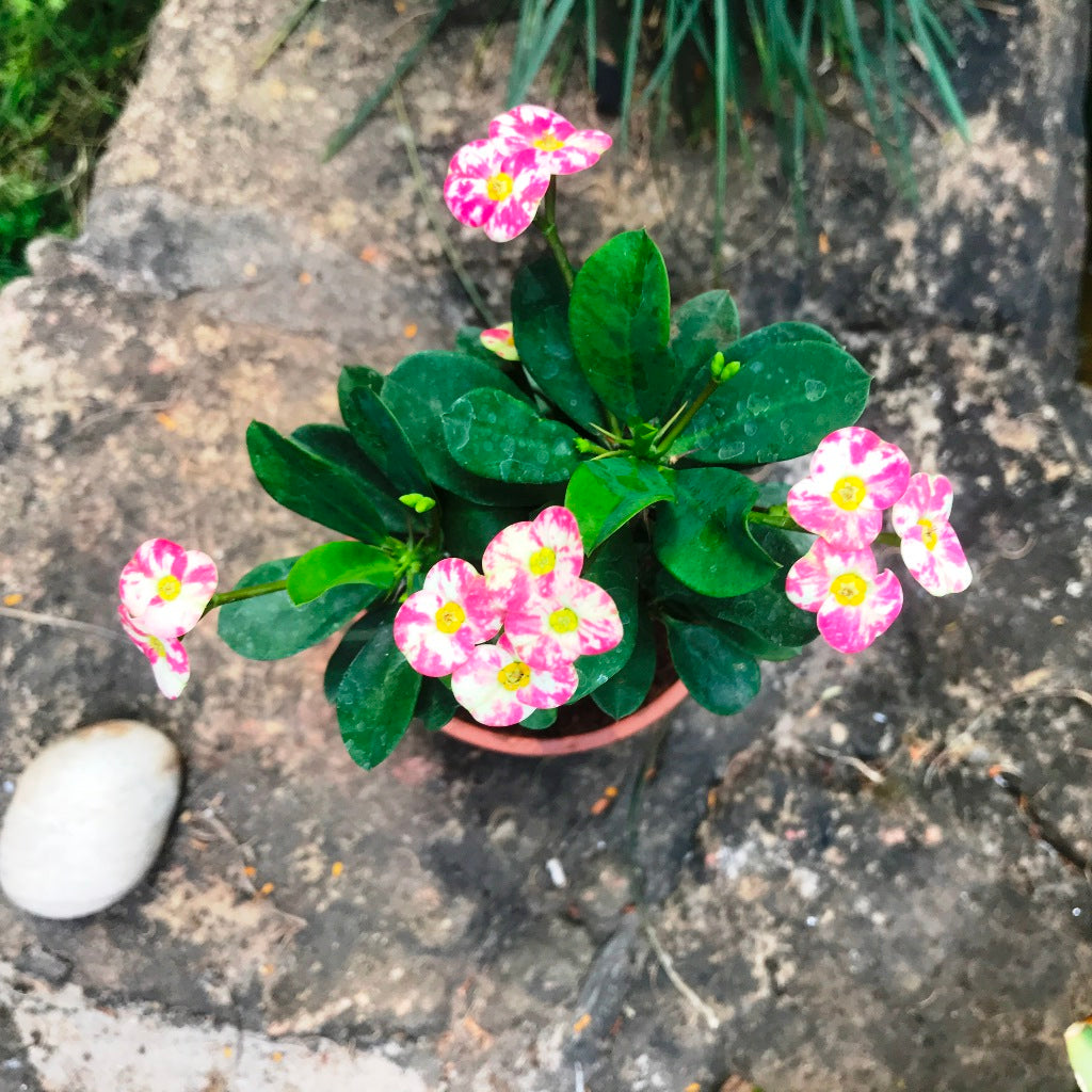 Euphorbia Milii Angel Face Cactus Plant - myBageecha