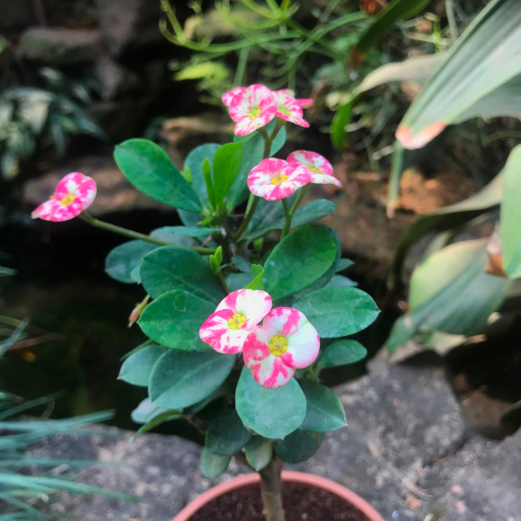 Euphorbia Milii Angel Face Cactus Plant - myBageecha