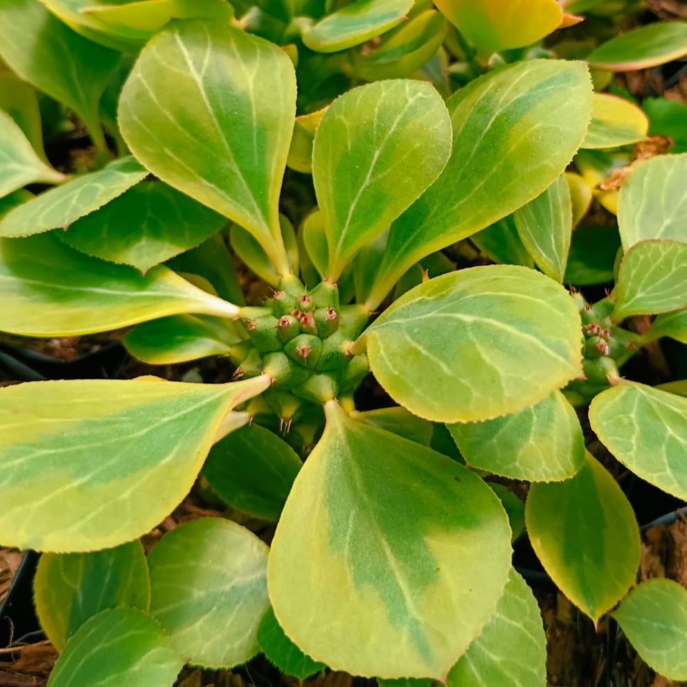Monadenium Ritchiei f. Variegata Cactus Plant - myBageecha