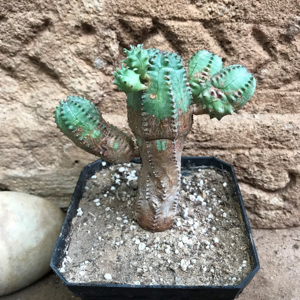 Euphorbia Obesa Hybrid x Globosa Cactus Plant - myBageecha