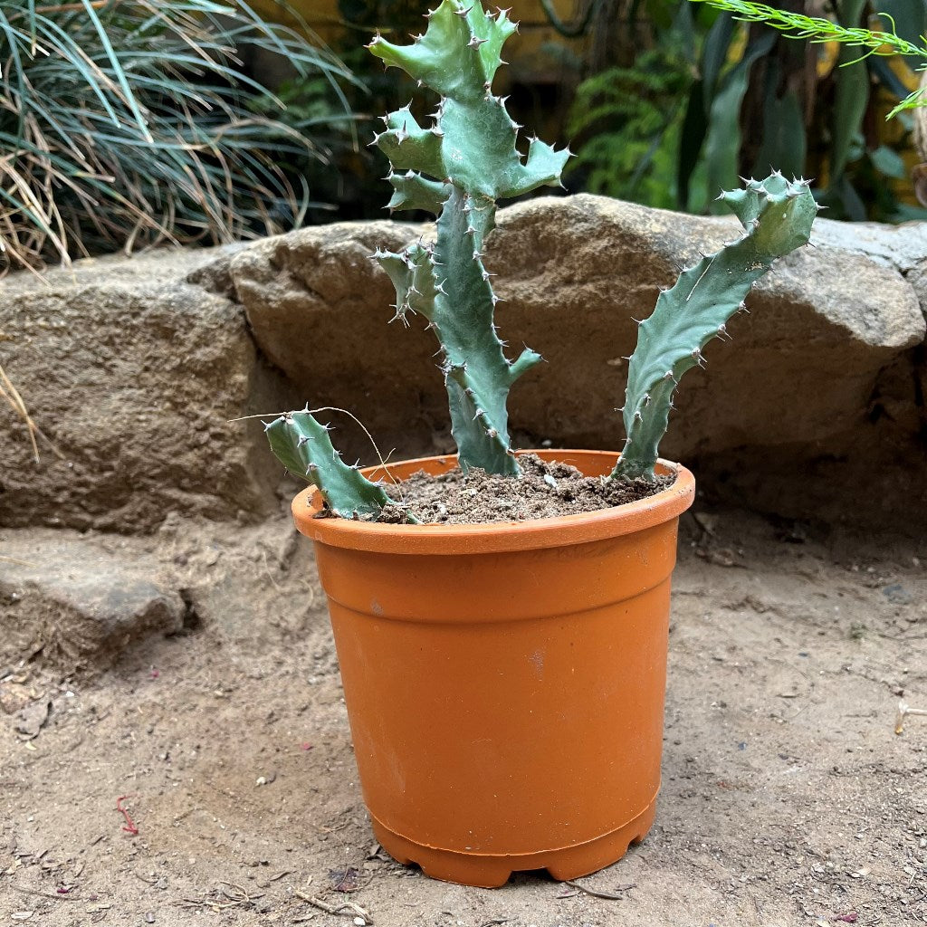 Euphorbia Tortilis Plant - myBageecha
