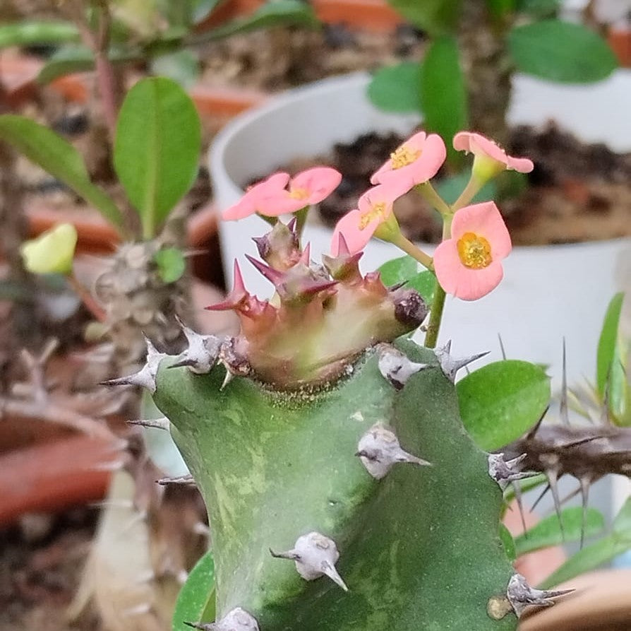 Euphorbia Tortilis Plant - myBageecha