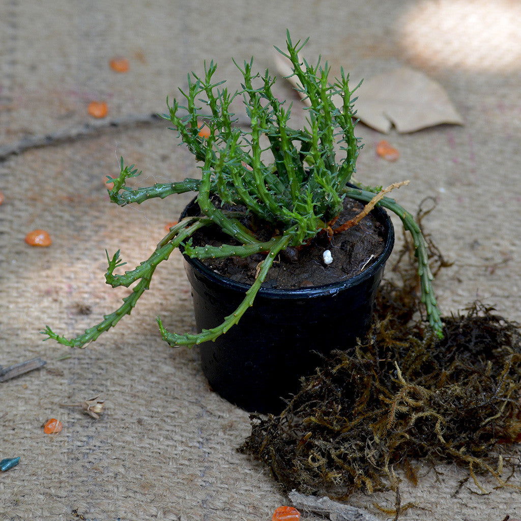 Euphorbia Flanaganii - Medusa's Head Plants myBageecha - myBageecha
