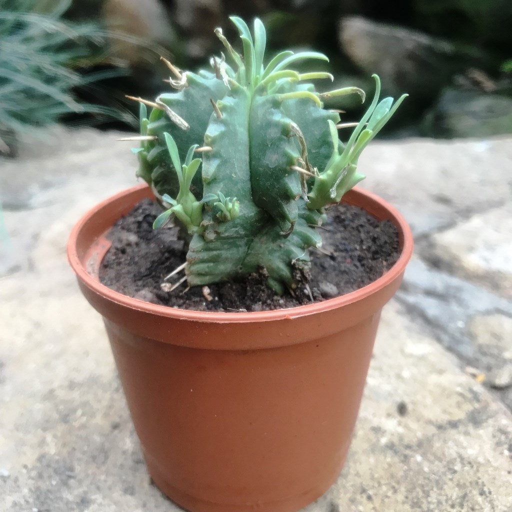 Euphorbia Aggregata Cactus Plant - myBageecha
