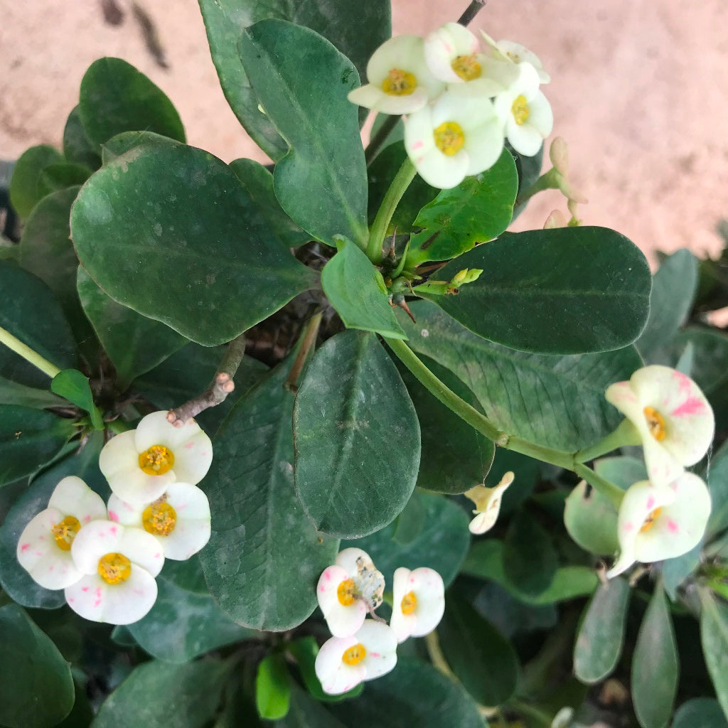 Euphorbia Milii f. Lutea Cactus Plant - myBageecha