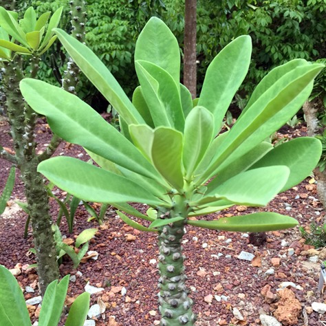 Euphorbia neriifolia Oleander Spurge Cactus Plant