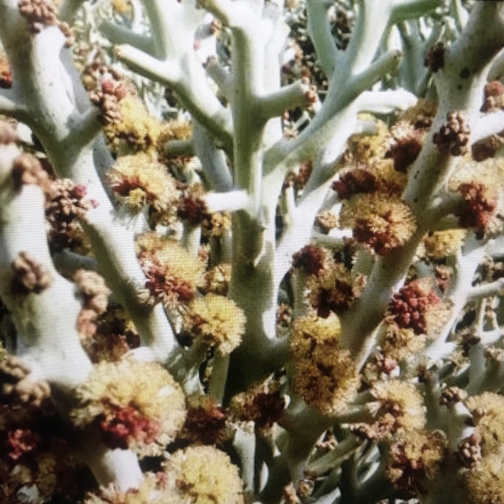 Euphorbia Stanoclada Silver Thicket Succulent Plant - myBageecha