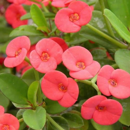 Euphorbia Milii Pandora Cactus Plant - myBageecha