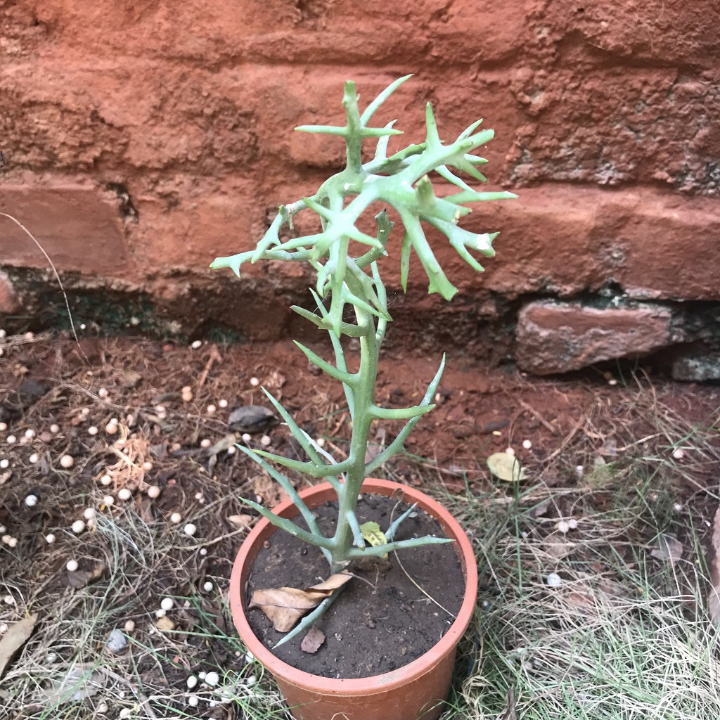 Euphorbia Stanoclada Silver Thicket Succulent Plant - myBageecha
