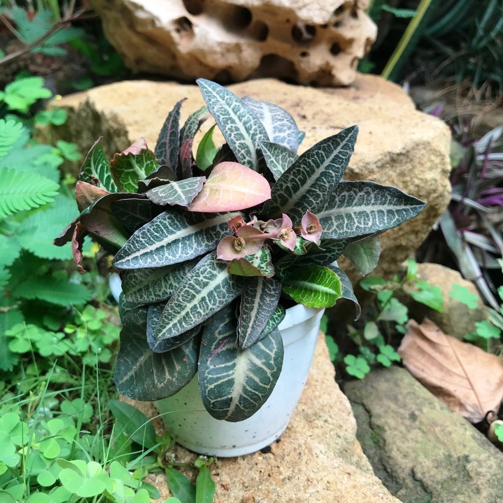 Euphorbia Francoisii Splash Plant - myBageecha