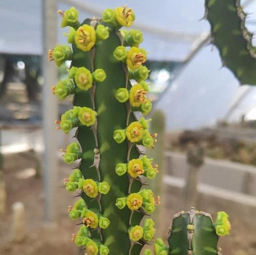Euphorbia Heterochroma Cactus Plant - myBageecha