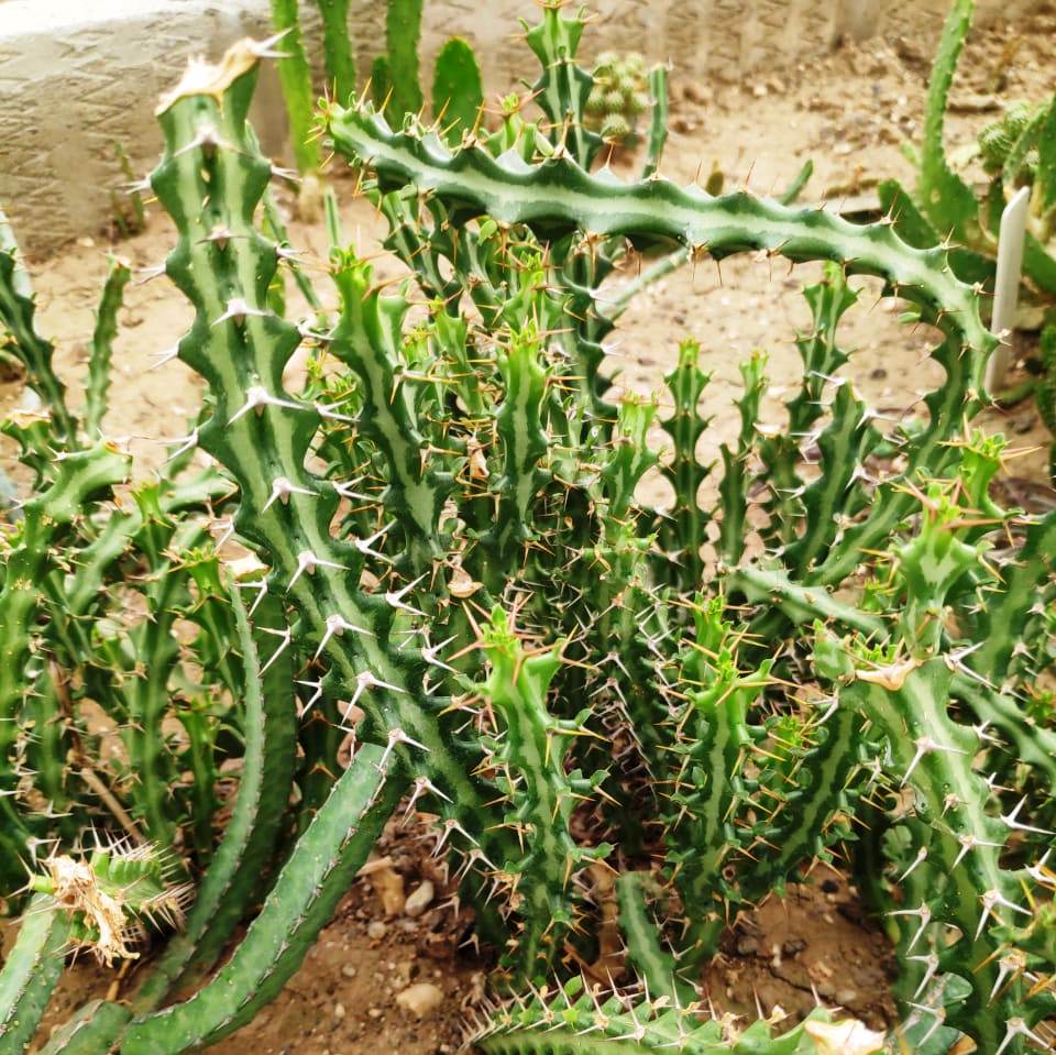 Euphorbia Knuthii Cactus Plant - myBageecha