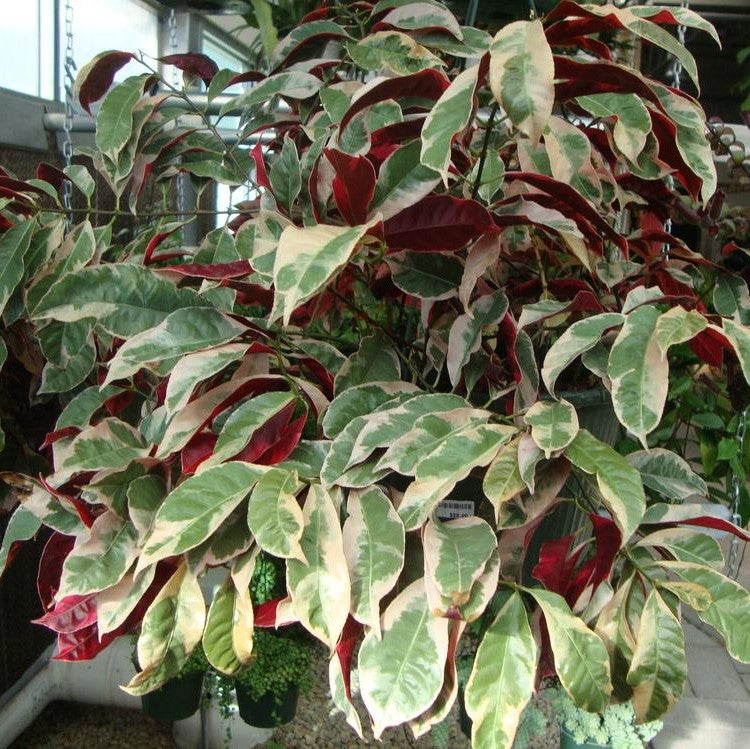 Jungle Fire Plant leaf color detail – myBageecha