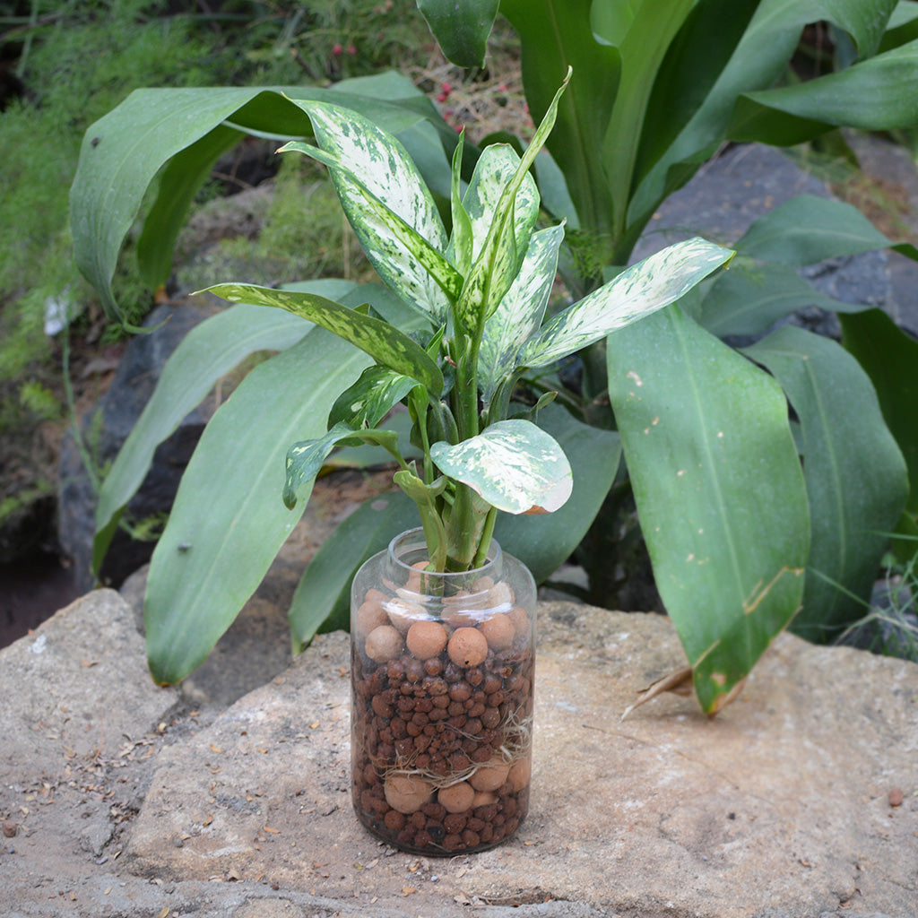 Exotic Masquerade terrarium side view aquatic plants