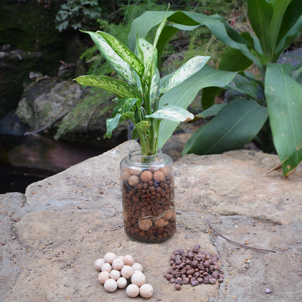 semi aquatic plants terrarium Exotic Masquerade Semi‑Aquatic Terrarium Kit – Lifestyle Decor