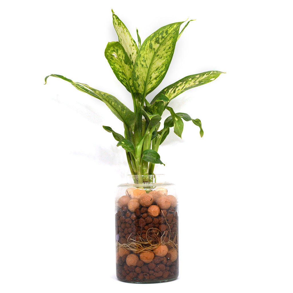 Exotic Masquerade terrarium top view semi‑aquatic decor