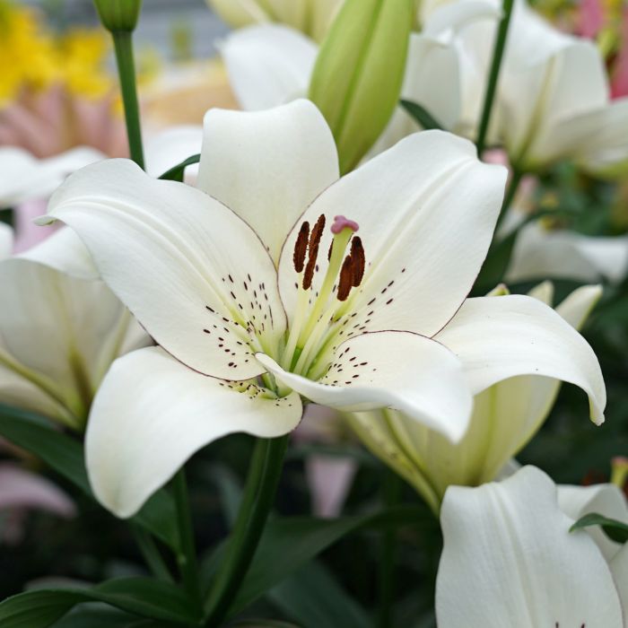 Lilium Asiatic 'Eyeliner' (Bulbs) - myBageecha