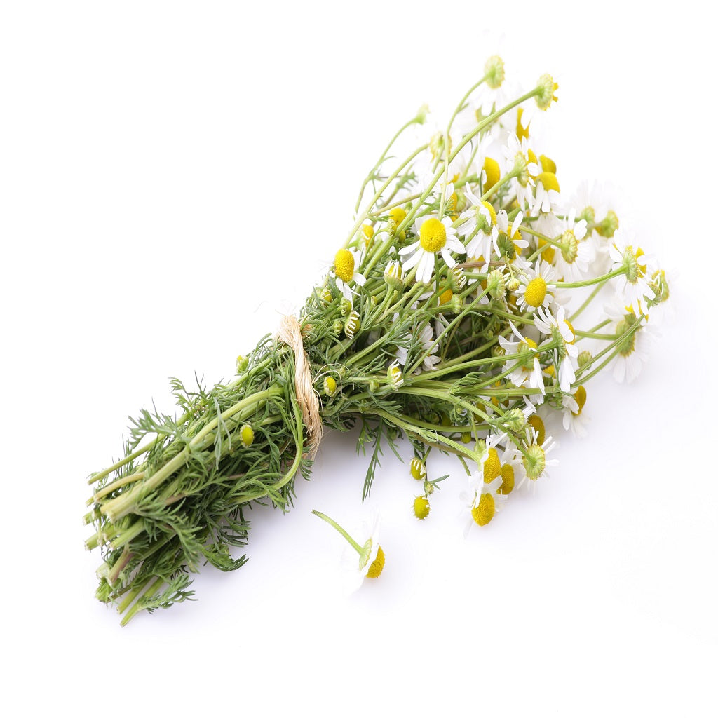 German Chamomile annual flowering herb – myBageecha