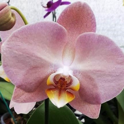 Fangmei Orange - myBageecha