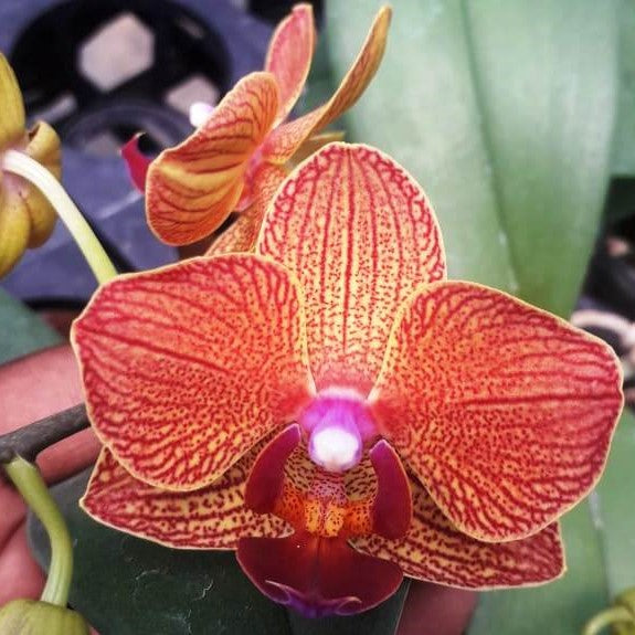 Dtps. Fangmei Sweet 9816 - myBageecha